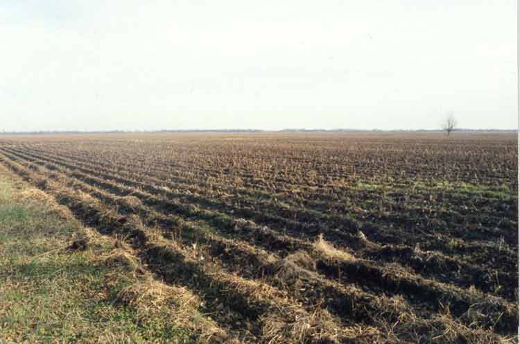photo of delta field